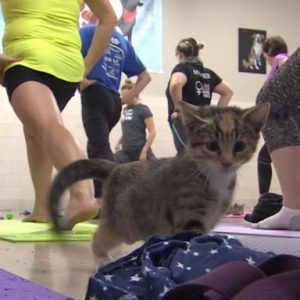 Kitten Yoga September 13